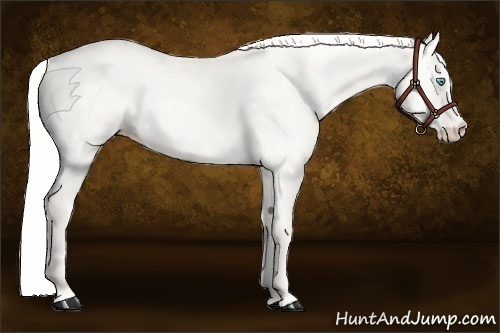 Horse Color:Silver Perlino Dun 