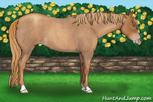 Horse Color:Gray Gold Champagne Roan 