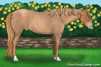Horse Color:Gray Gold Champagne Roan
