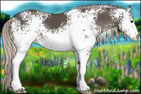 Horse Color:White Spotted Silver Black 