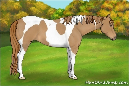 Horse Color:Red Roan Tobiano 