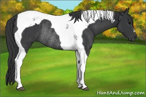 Horse Color:Black Tobiano Rabicano