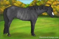 Horse Color:Blue Roan Rabicano 