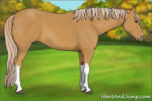 Horse Color:Palomino 