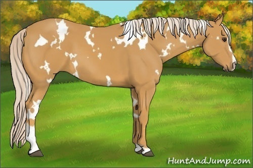 Horse Color:White Spotted Palomino Sabino 