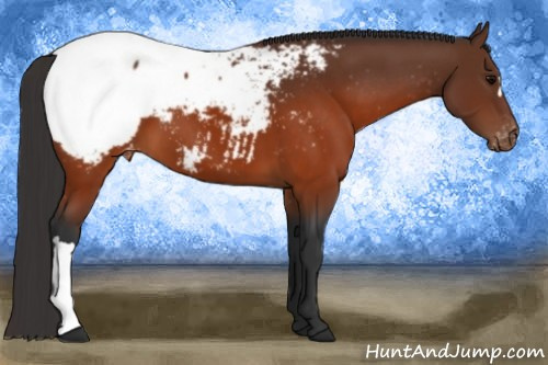 Horse Color:Brown Appaloosa 