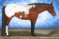 Horse Color:Brown Appaloosa