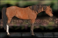 Horse Color:Chestnut  and Bay 