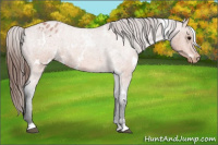 Horse Color:White Spotted Bay Roan Appaloosa 