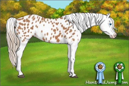 Horse Color:Chestnut Splash Appaloosa 