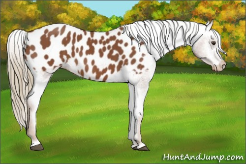 Horse Color:Chestnut Appaloosa 