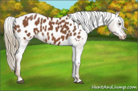 Horse Color:Chestnut Appaloosa 