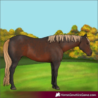 Horse Color:Liver Chestnut 