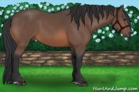 Horse Color:Bay Sabino 