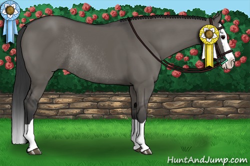 Horse Color:Grullo Splash Rabicano