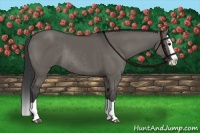 Horse Color:Grullo Splash Rabicano