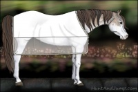 Horse Color:White Spotted Blue Roan Rabicano  and White Spotted Classic Champagne Roan Rabicano 