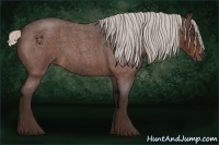 Horse Color:Silver Bay Roan 