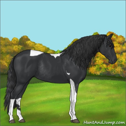 Horse Color:Black Tobiano Rabicano 