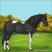 Horse Color:Black Tobiano Rabicano 