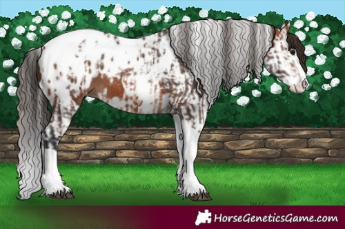 Horse Color:Bay Splash Tobiano Appaloosa  and Bay Splash Tobiano Appaloosa 