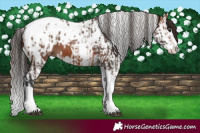 Horse Color:Bay Splash Tobiano Appaloosa and Bay Splash Tobiano Appaloosa