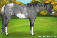 Horse Color:White Spotted Blue Roan Splash Frame Appaloosa