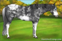 Horse Color:White Spotted Blue Roan Splash Frame Appaloosa