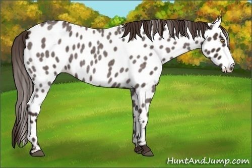 Horse Color:Liver Red Roan Appaloosa 