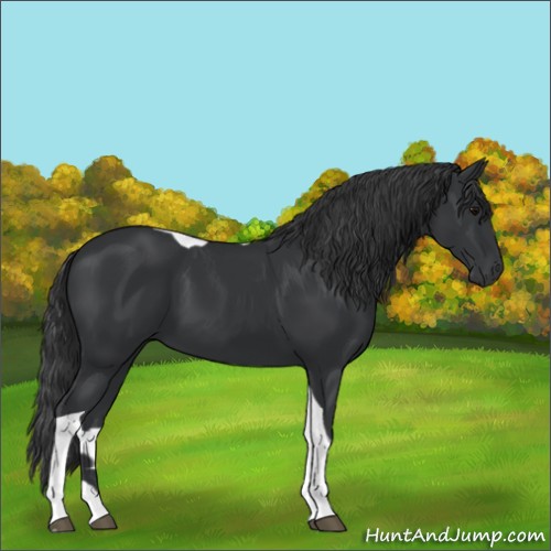 Horse Color:Black Tobiano Rabicano 