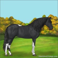 Horse Color:Black Tobiano Rabicano 