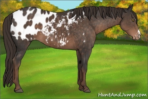 Horse Color:Liver Chestnut Near Leopard 