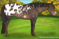 Horse Color:Liver Chestnut Near Leopard 