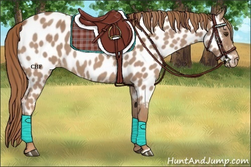 Horse Color:Red Roan Near Leopard 