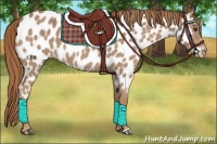 Horse Color:Red Roan Near Leopard 
