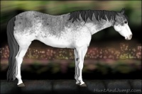 Horse Color:White Spotted Blue Roan Rabicano  and White Spotted Blue Roan Rabicano 