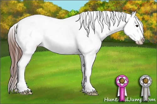 Horse Color:Brown Dun Splash Appaloosa 