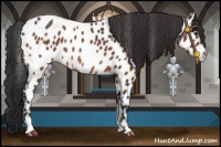 Horse Color:Bay Sabino Appaloosa