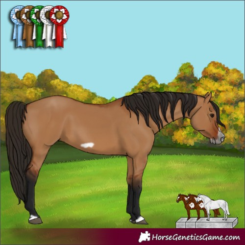 Horse Color:Gray Bay Dun Frame 