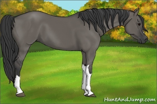 Horse Color:Grullo 