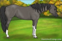 Horse Color:Grullo