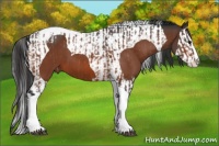 Horse Color:Bay Splash Tobiano Appaloosa  and Bay Splash Tobiano 