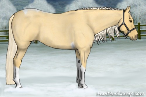 Horse Color:Palomino Roan Tobiano 