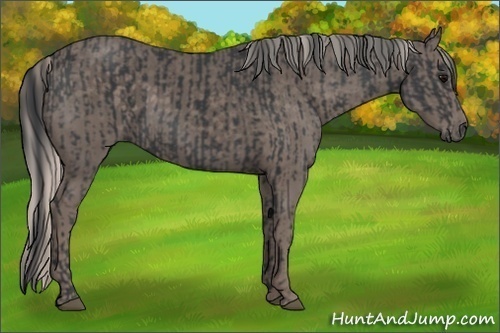 Horse Color:Black and Silver Black