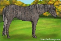 Horse Color:Black and Silver Black