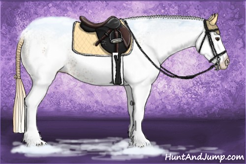 Horse Color:White Spotted Chestnut 