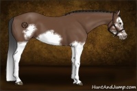 Horse Color:Bay Splash Frame 