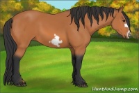 Horse Color:Bay Frame