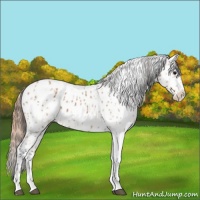 Horse Color:Bay Splash Tobiano Appaloosa  and Amber Champagne Splash Tobiano Appaloosa 