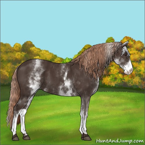 Horse Color:White Spotted Liver Chestnut 